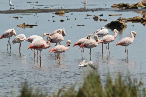 Chilean flamingo
