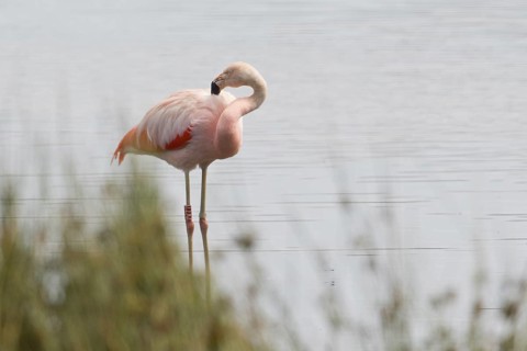 Chile flamingo