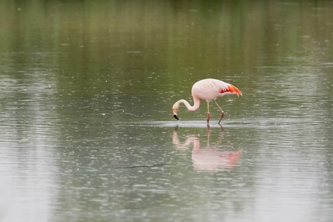 Chile flamingo