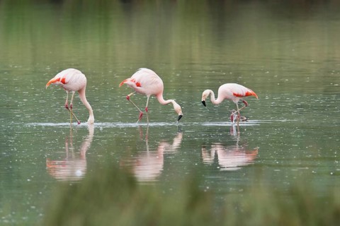 Chilean Flamingos