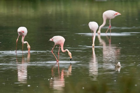 Chilean flamingo
