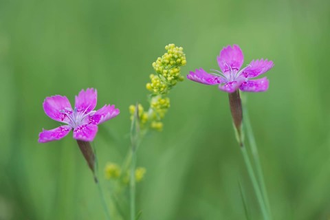 Maiden pinks