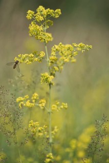 Common bedstraw