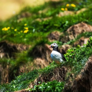 Atlantic Puffin