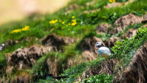 Atlantic Puffin