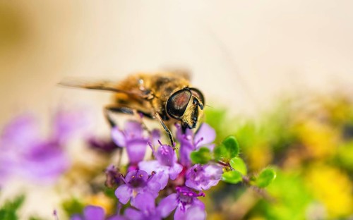 Common Drone Fly