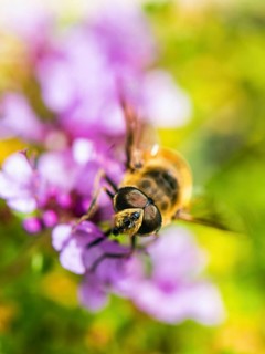 Common Drone Fly