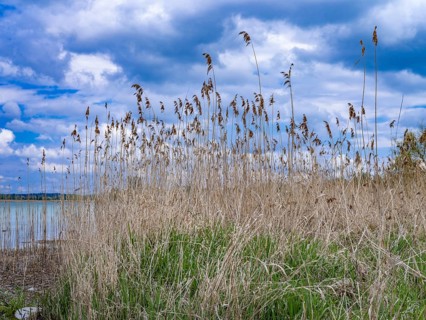 Grasses on the beach in Oberzell on the island of Reichenau in Untersee