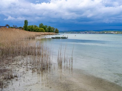 Grasses on the beach in Oberzell on the island of Reichenau in Untersee