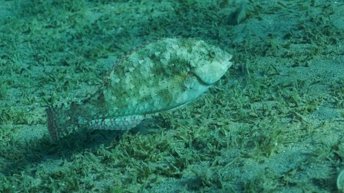 Close-up of Parrot fish grazes on sandy bottom covered with green seagrass. Viridescent Parrotfish