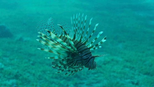 Common Lionfish or Red