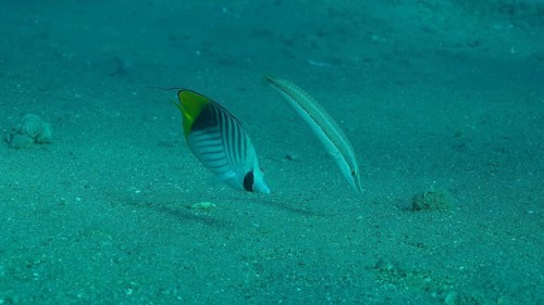 Butterfly fish with Wrasse fish feeds on the sandy bottom. Cross Stripe Butterfly