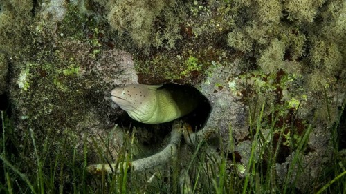 Close-up of Moray lie in the coral reef. Geometric moray