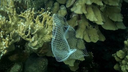 Discarded kitchen plastic storage net shopping hang down of coral reef. Plastic pollution of the ocean. Plastic mesh bag hanging on a beautiful coral reef. Red sea