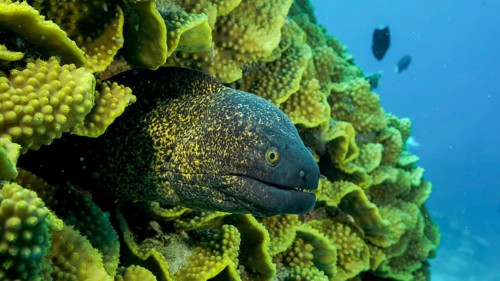 Yellow Edged Moray Eel