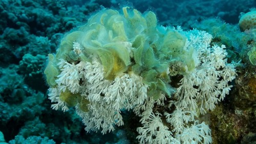Brown alga