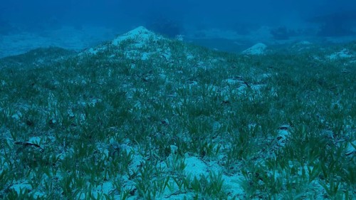 Sangy seabed covered with green seagrass. Underwater landscape with Halophila seagrass. Red sea