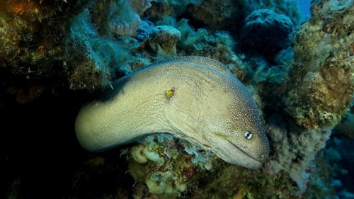 Close-up portrait of Moray peeks out of its hiding place. Yellow-mouthed Moray Eel