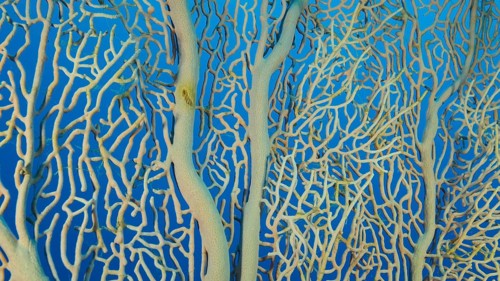 Details of the soft coral