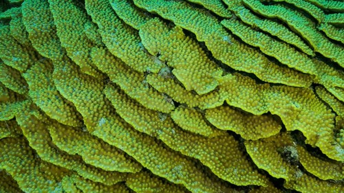 Details of the Lettuce coral or Yellow Scroll Coral