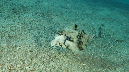 Close-up of Boxfish swims over sandy bottom. Thornback Boxfish or Camel Cowfish