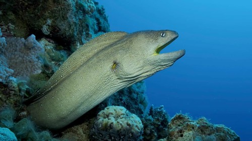 Close-up portrait of Moray with open mouth peeks out of its hiding place. Yellow-mouthed Moray Eel