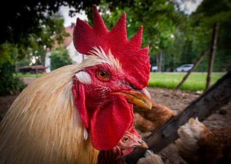 A rooster in a free-range enclosure in Eitting