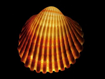 Mussel