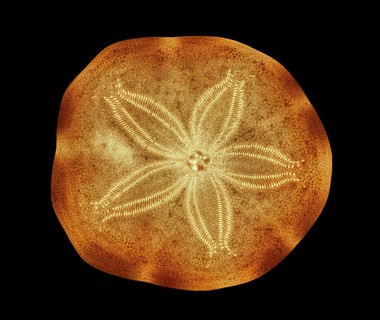 Bivalve