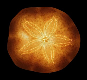 Bivalve