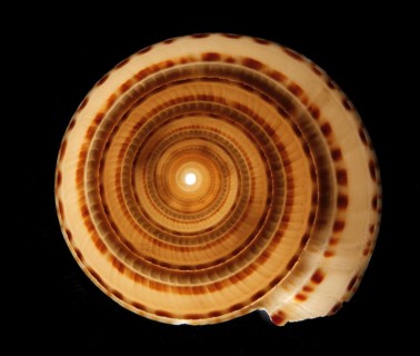 Snail shell in transmitted light