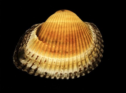 Mussel