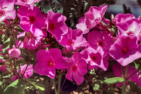Flame flowers