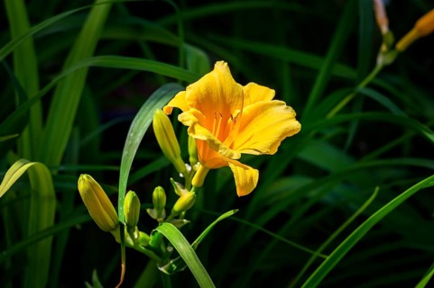 Daylilies