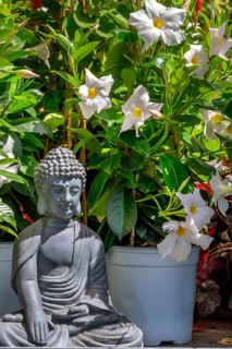 Buddha figure and white flowers
