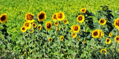 Sunflower