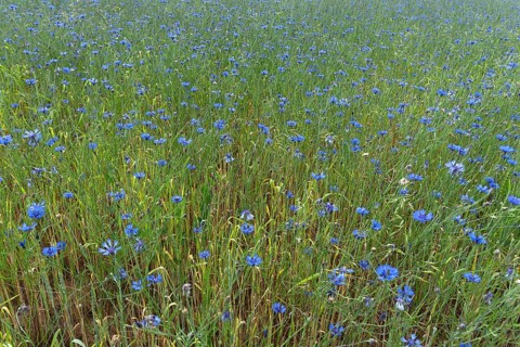 Cornflowers