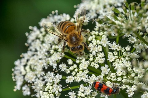 Honey bee