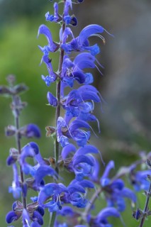 Meadow sage