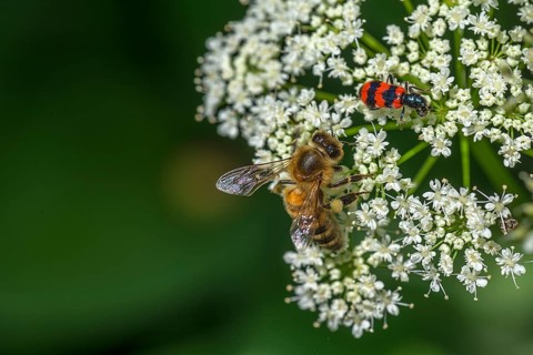 Honey bee