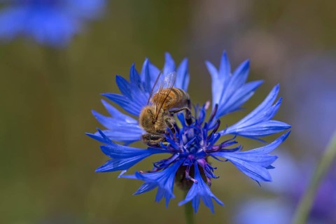Honey bee