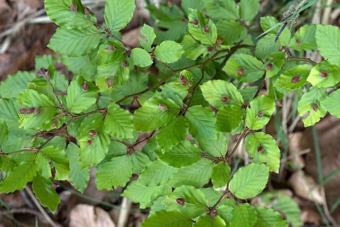 Gall midges