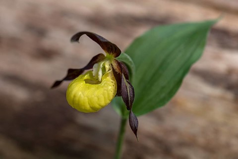 Yellow lady's slipper orchid