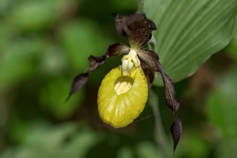 Yellow lady's slipper orchid