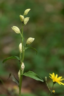 White helleborine