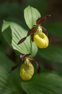 Flowering yellow lady's slipper orchid