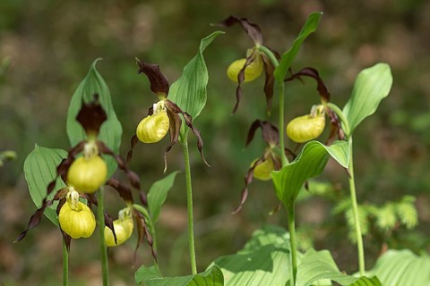 Flowering yellow lady's slipper orchid