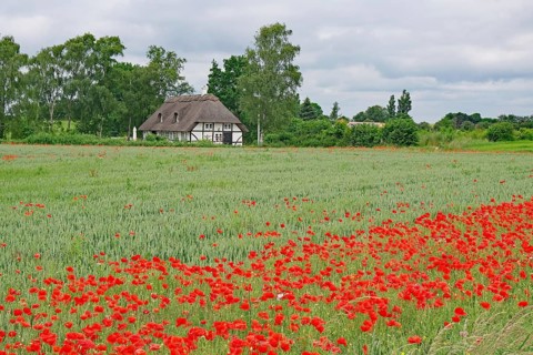 Poppy field and half-timbered house with thatched roof