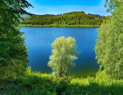 Trees on the bank of the Granetalsperre
