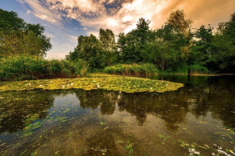 A small pond with a carpet of white water lilies